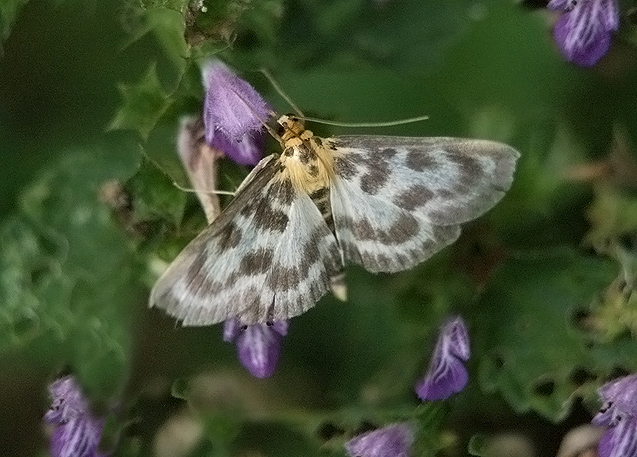 Anania hortulata (Crambidae)